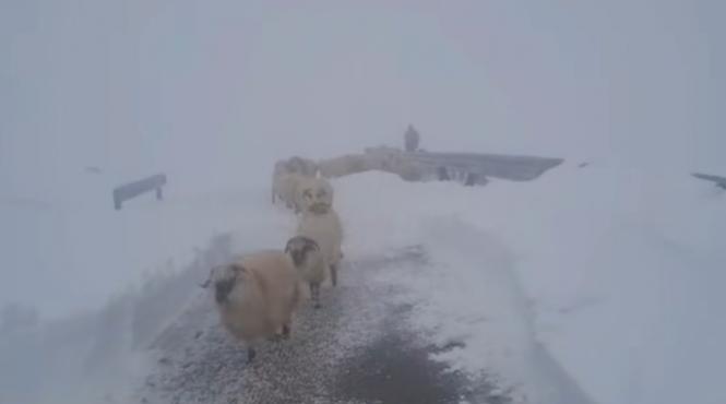 zapada pe transalpina drumarii creaza un culoar pentru coborarea ciobanilor de pe munte
