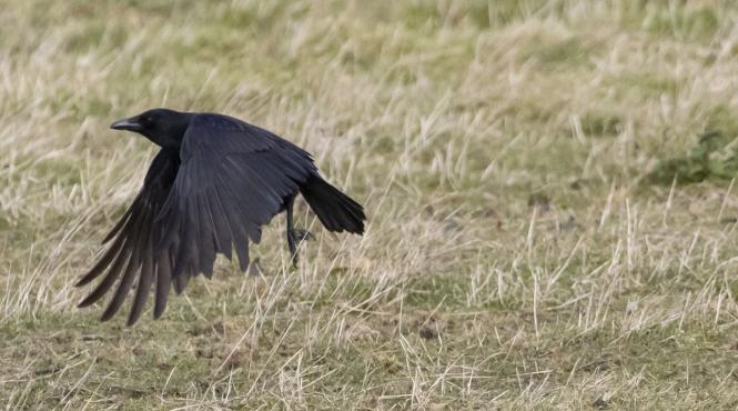 alesii declara razboi ciorilor graurilor acesti daunatori ataca masa nu respecta ritmul sezonier prevazut de lege