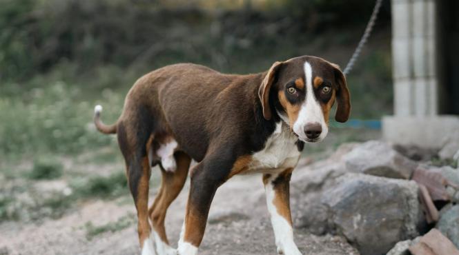 parlament lege dezlegare caini lanturi