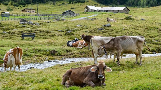 ferme ecologice mici scutite impozit subventii stat