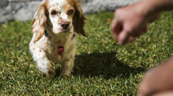 barbat batut catelul bucuresti amendat cu 2000 de lei