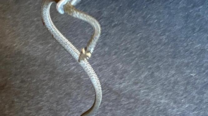 serpi jandarmi pisica