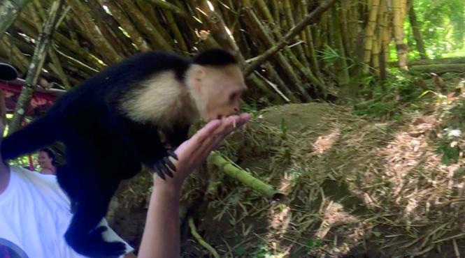 america centrala veselia pura vida costa rica