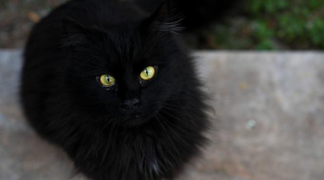 ziua pisicilor negre sarbatorita muzeul antipa