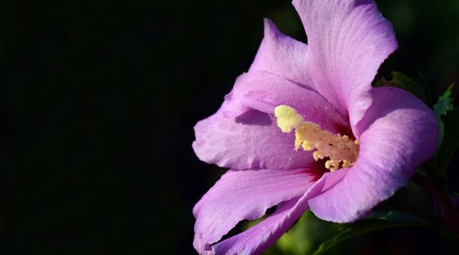 cum pregatesti hibiscus pentru iarna infloreasca anul viitor