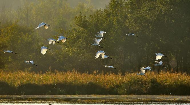 liliecii ciocanitorile blocare constructie pod peste dunare