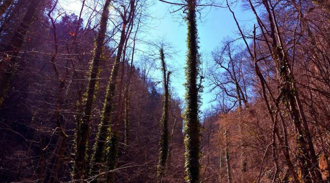 romania moarte anual 150 000 hectare padure