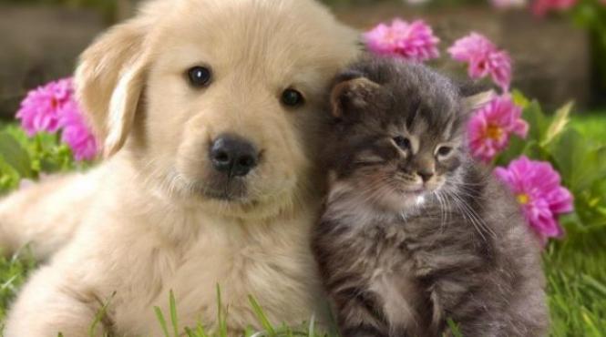 avertismentul medicilor veterinari persoanele caini pisici acasa