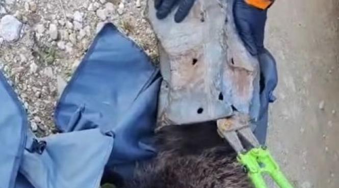 pui urs prins capul galeata metalica poiana brasov