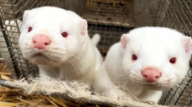 poligamie sinsile aur ferme animale blana