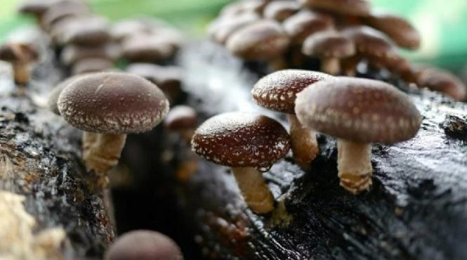 oamenii de stiinta construit memorie calculator ciuperci shiitake