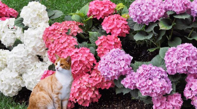 momentul potrivit taierea hortensiilor ghid complet flori spectaculoase