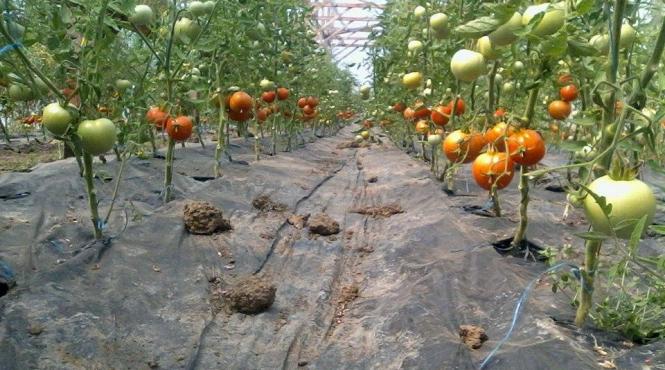 guvern impozit bani fermieri taxa sere solare legume