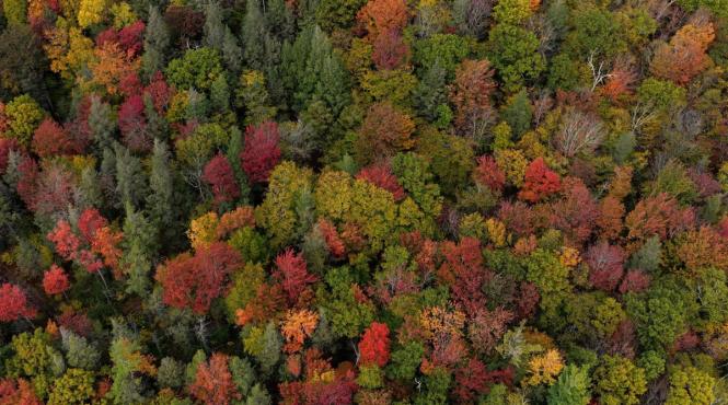 suprafata impadurita creste amploare fenomenul uscare paduri