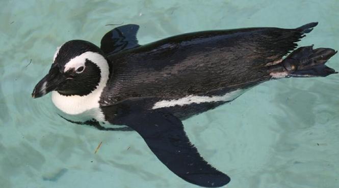 pinguinii africani decimati de foamete pericol disparitie