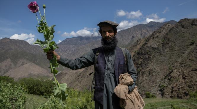tara atins cel mai ridicat nivel cultivare opiu ultimul deceniu onu
