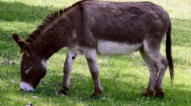 invazia magarilo curti los angeles