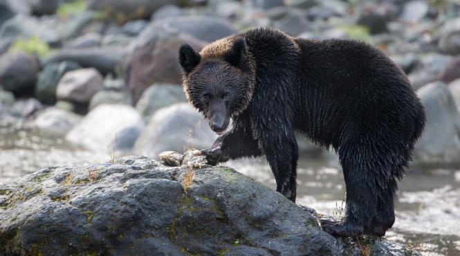 urs negru atac dresor spectacol