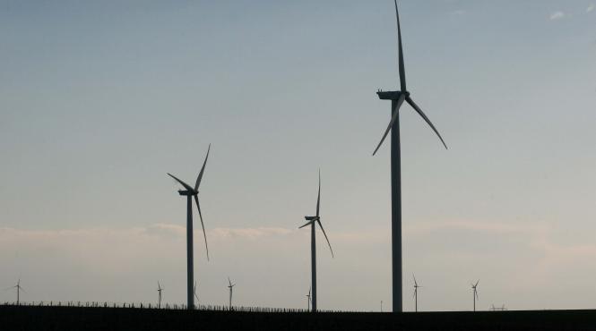 vultur omorat de turbina unei eoliene