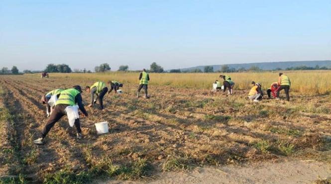 ajutor inedit gospodarie cat costa angajezi detinut munci casnice agricole