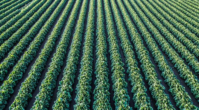 front comun contra noilor tehnici genomice societatea civila si fermierii romani spun stop