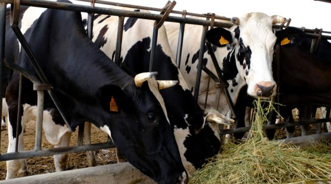 efsa europa este bine protejata dar ramane in alerta fata de gripa aviara din fermele de lapte americane