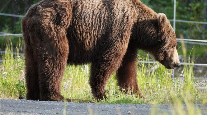 administratia fondului pentru mediu bani garduri electrice anti animale salbatice