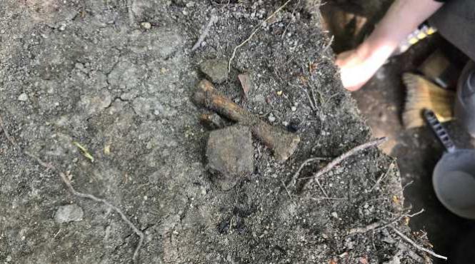 sute urme dinozaur vechi peste 200 milioane ani descoperite munte