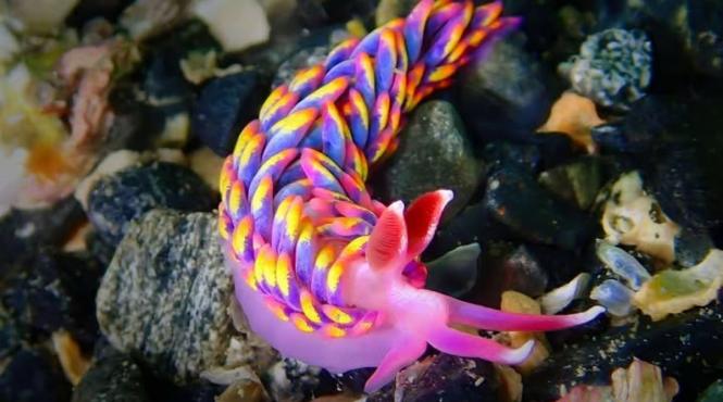 descoperire uimitoare creatura fascinanta gasita apele sudul angliei