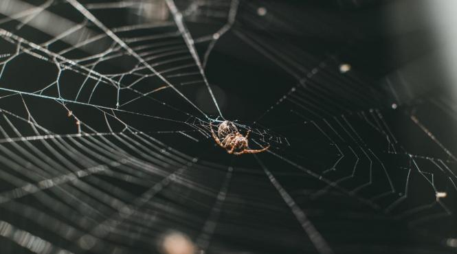 semnele infestarii cu paianjeni si cand sa apelezi la servicii profesionale de dezinsectie