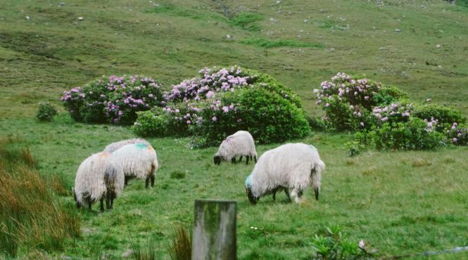 apare registrul pasunilor