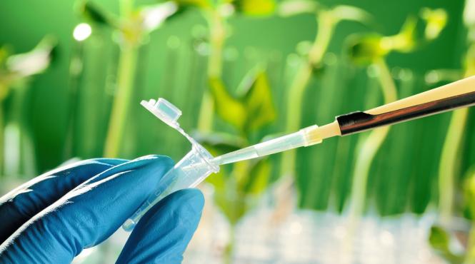 aocalipsa mancare invazia organismelor modificate genetic editate genomic