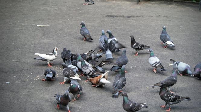 barbat porumbei politie