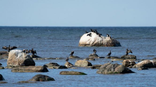 petitie avertisment piscicultorii reclama pierderi masive cauzate de cormorani