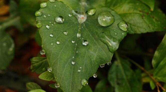 cum sa optimizezi absorbtia nutrientilor prin frunze sfaturi si recomandari