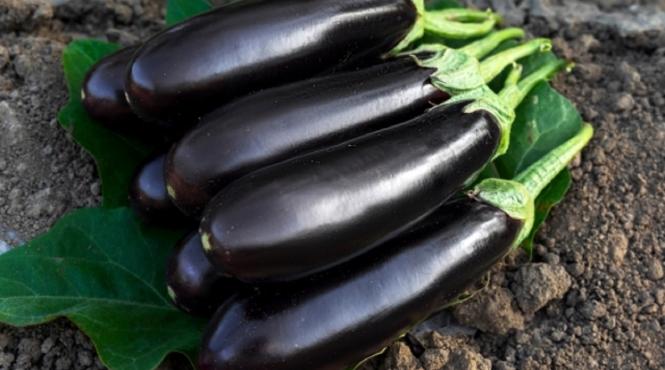 descoperire stiintifica deceniu semintele soi vinete combatere cancer colon