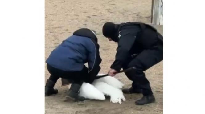 jandarmi constanta salveaza lebada ranita plaja faleza nord