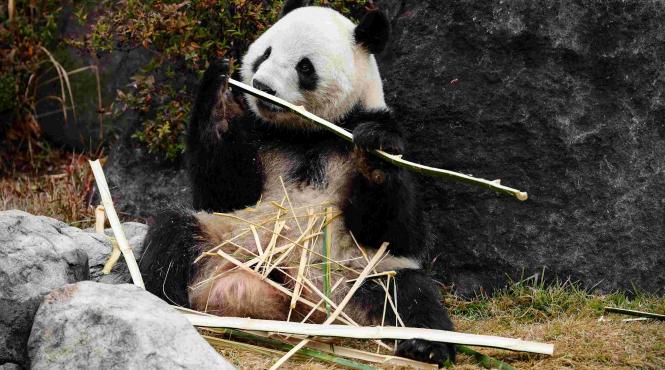 japonia ursuleti panda luati china
