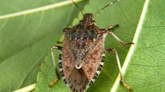 5 solutii naturale ajuta tii plosnitele urat mirositoare departe casa