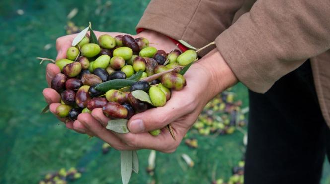 masline verzi sau negre ce trebuie stii inainte alegi