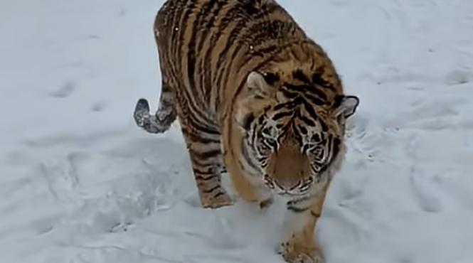 tigru siberian liber curte dambovita dosar penal