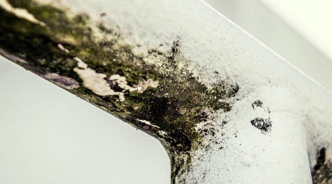 mucegai toxic afecta plamanii termen lung