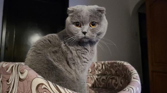 ce inseamna pisica priveste clipeste lent