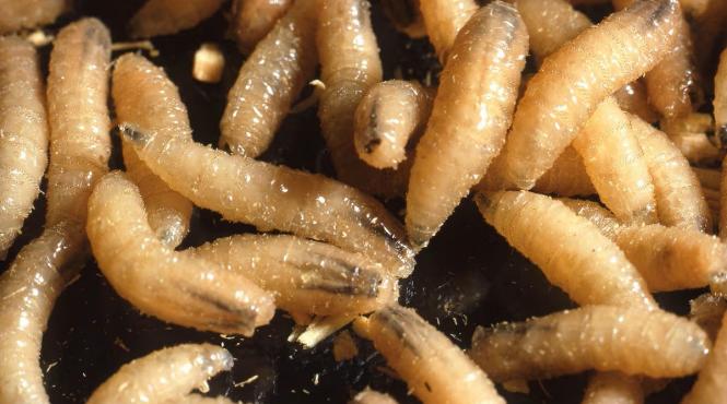 vierme periculos carne vie texas stare dezastru