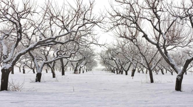 apia sprijin de urgenta pentru pomicultori cereri pana la 9 martie