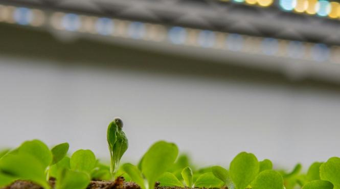 curtea de apel cluj respinge cererea de suspendare a autorizatiilor temporare pentru tratarea semintelor