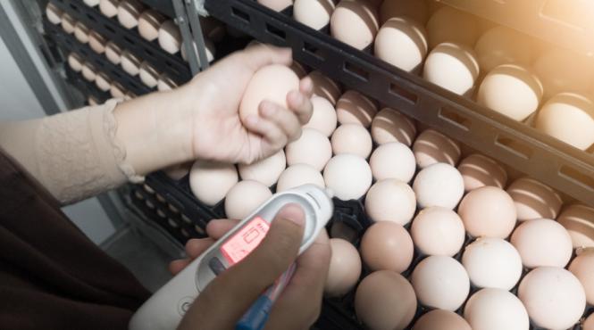 cum sa controlezi temperatura si umiditatea in incubator pentru o ecloziune reusita