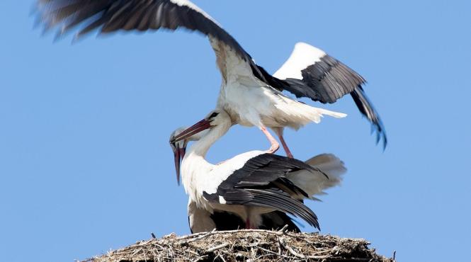 cuib barza politistii clujeni frig relocat