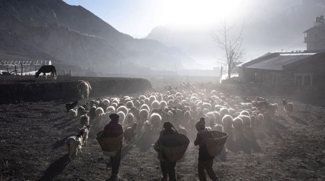 descoperire uimitoare medicina cum adaptat locuitorii tibet conditii extreme