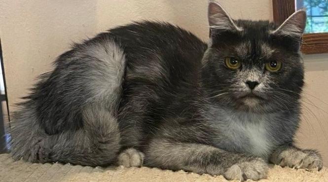 prima felina romaneasca cucereste lumea trasaturile unice ale pisicii transilvane